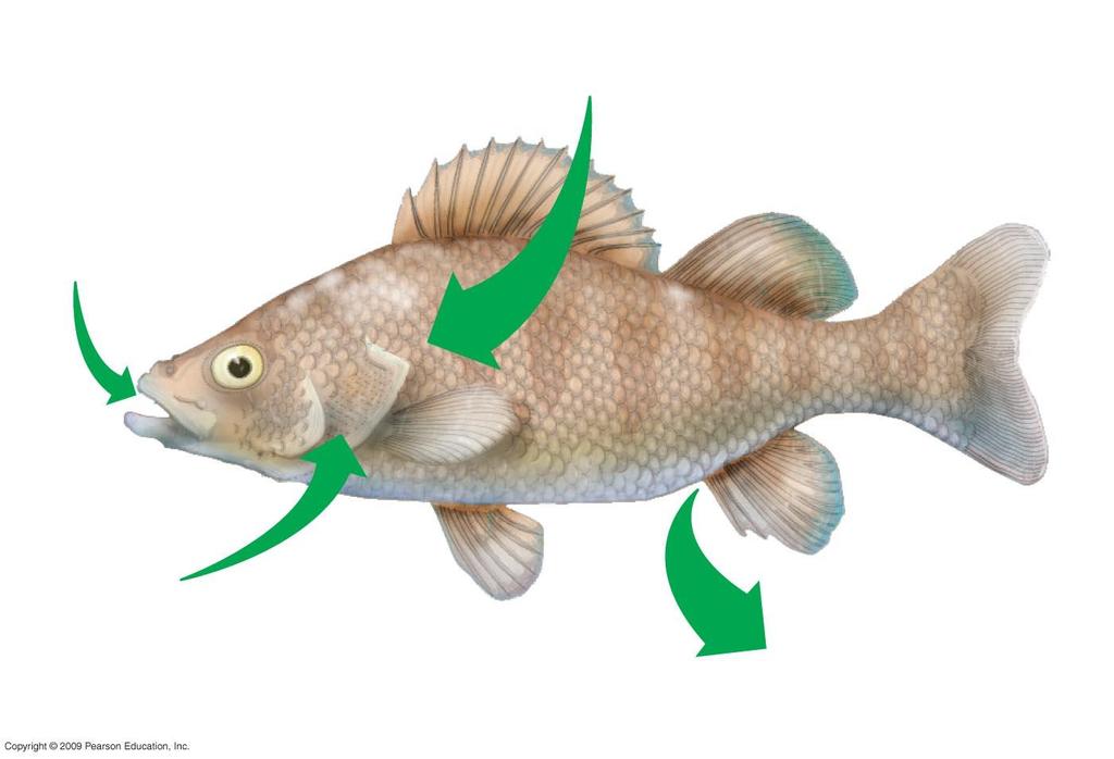 Assorbimento osmotico di acqua attraverso le branchie e altre parti della superficie corporea Assunzione di alcuni ioni dal cibo