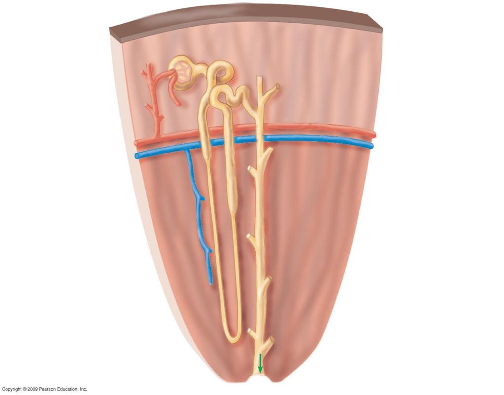 Capsula di Bowman Tubulo Regione corticale Arteria renale Vena