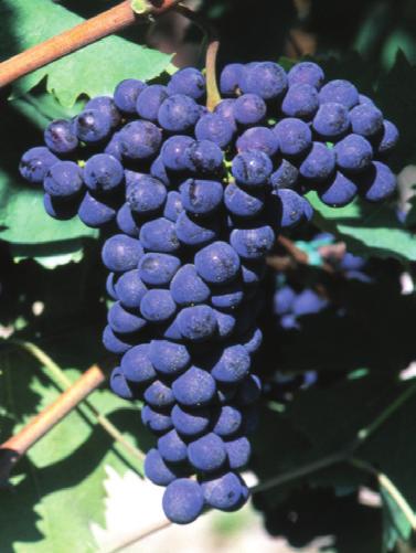 Sangiovese Vitigno di origine toscana secondo tutti gli autori o comunque dell Appennino tosco-emiliano. Ha trovato ampia diffusione in tutta l Italia centrale distinguendosi in biotipi diversi.