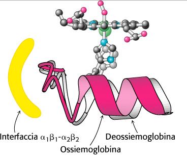 Il legame di O 2 su una subunità provoca lo