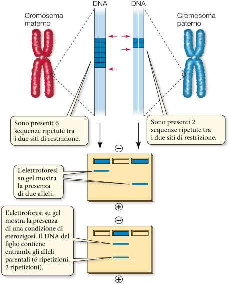 L impronta genetica Ogni individuo possiede la sua impronta genetica: frammentando il DNA e analizzandolo su gel di elettroforesi,