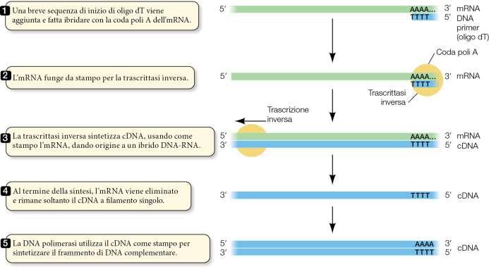 Le biblioteche di cdna Gli mrna trascritti da una cellula in un determinato momento (trascrittoma) si possono copiare in sequenze complementari di DNA (cdna).