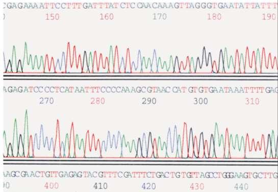 Il sequenziamento del DNA Sequenziare il DNA significa