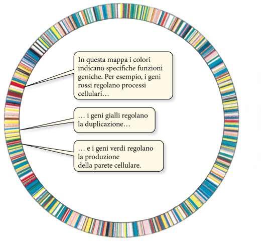 La genomica La genomica studia la struttura del genoma, le informazioni in esso contenute, il modo