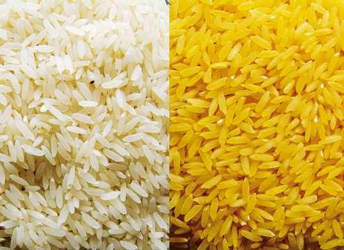 Le biotecnologie in agricoltura Il golden rice è un esempio di specie vegetale geneticamente