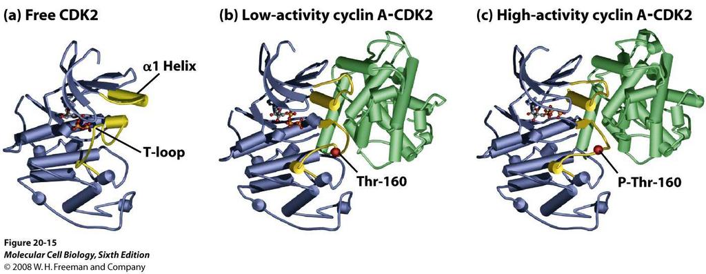 L attivitàdei complessi CDK/ciclinaviene implementata da chinasi specifiche: CDK activating kinases(cak)attraverso due meccanismi complementari: La fosforilazione in residui di treoninanel dominio