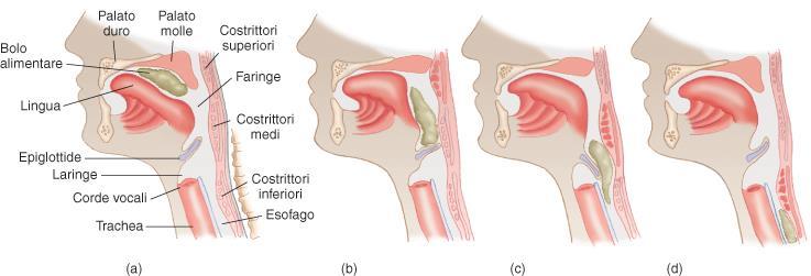 Deglutizione Masticazione: mediata dal controllo nervoso dei riflessi masseterino (chiusura della mandibola) e digastrico (apertura della mandibola.