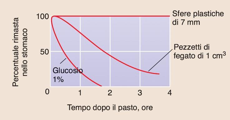 Velocità di svuotamento gastrico La velocità di svuotamento gastrico è controllata e dipende da molti fattori Un pasto liquido si svuota più rapidamente, tanto più rapidamente quanto maggiore è il