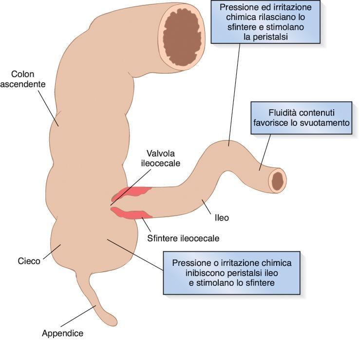 Motilità intestinale-tenue Sfintere ileocecale: controlla lo svuotamento nel colon