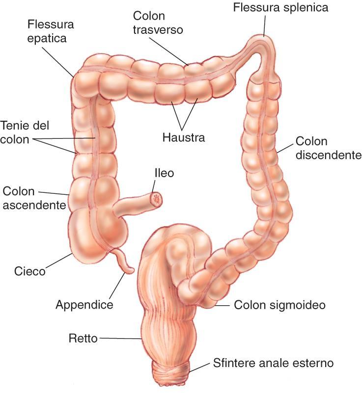 Motilità intestinale-crasso Funzioni dell intestino crasso: - assorbimento - formazione, raccolta e periodica