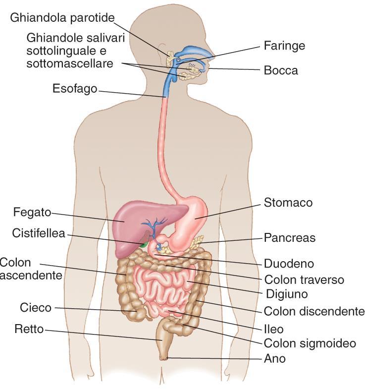 Introduzione Il sistema gastrointestinale è composto da: i) il tubo digerente; ii) gli organi accessori (ghiandole esocrine,