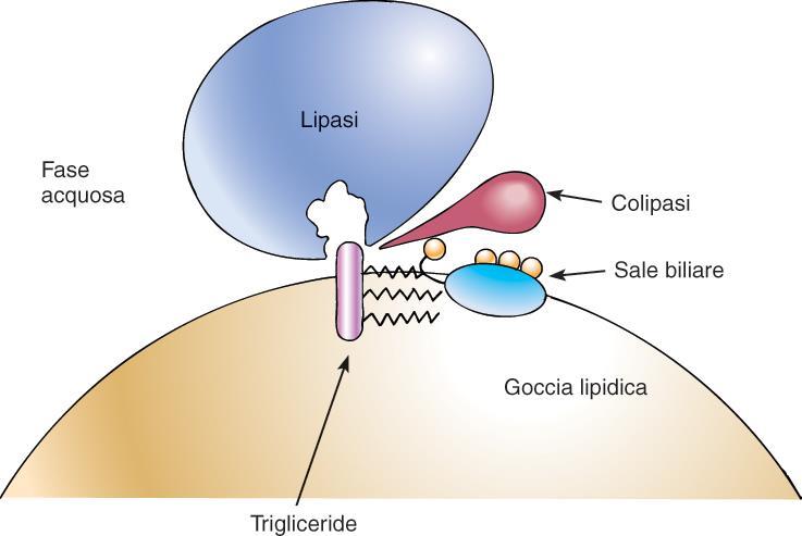 Colipasi La lipasi è efficace solo se agisce a livello dell interfaccia H 2 O-lipidi La colipasi (polipeptide) secreta dal pancreas in