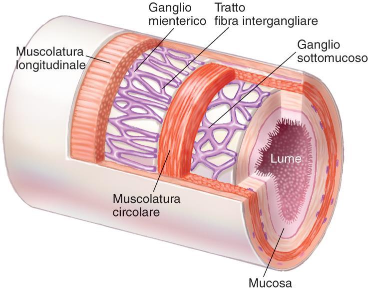 Sistema nervoso enterico E costituito da neuroni i cui corpi cellulari sono localizzati nei gangli posti nella parete del tubo digerente Due plessi: i) plesso mienterico ii) plesso mucoso I corpi