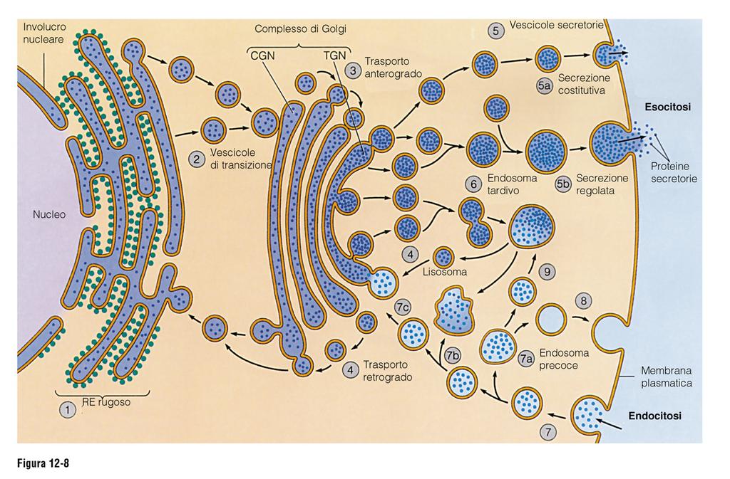 LE MEMBRANE CELLULARI: