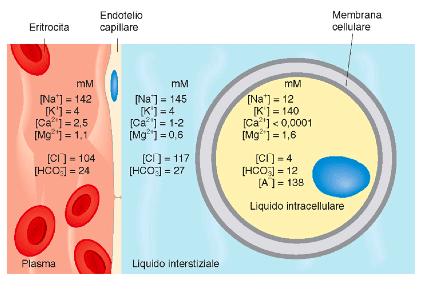 COMPOSIZIONE DEI LIQUIDI