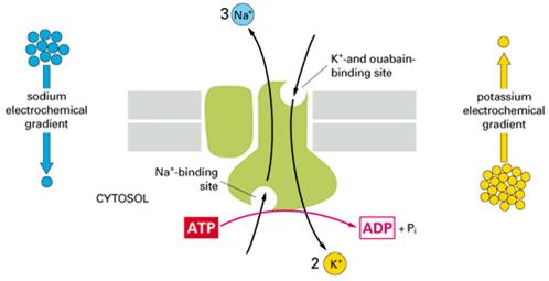 Pompa Na,K-ATPase E costituita da due subunità: subunità α