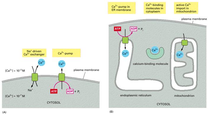 Il Ca 2+ è trasportato all esterno della cellula mediante un pompa Ca-ATPasi o