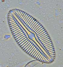 PROTOFITI DIATOMEE Le diatomee sono autotrofi privi di flagelli