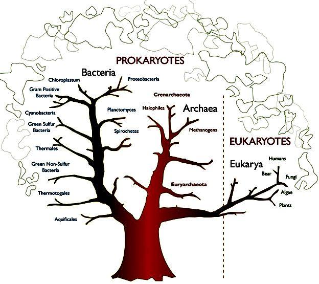 Eubatteri, Archibatteri ed Eucarioti rapporti filogenetici fra i domini # 3,9 miliardi di anni fa si è formata la «procellula» in assenza di ossigeno, dal brodo primordiale ricco di molecole