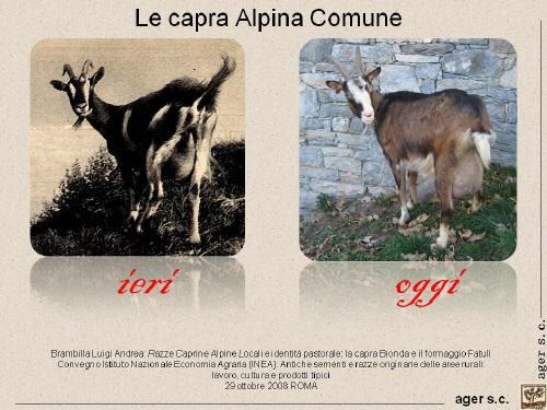 Capra Alpina Comune Categories : Anno 2009, N.