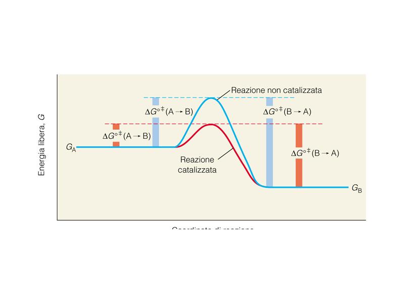 Catalisi enzimatica La velocità di una reazione è descritta dall equazione di Arrhenius: k = Ae -Ea/RT in cui A è il
