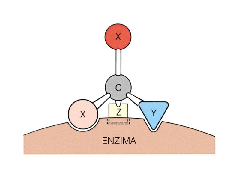 Basi molecolari della capacità di un enzima di discriminare gruppi funzionali identici legati ad un centro prochirale Se la molecola di substrato
