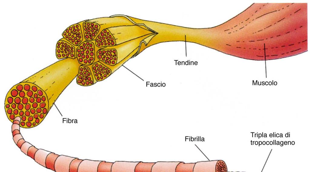 Fibre collagene Le microfibrille si associano a formare fibrille Le