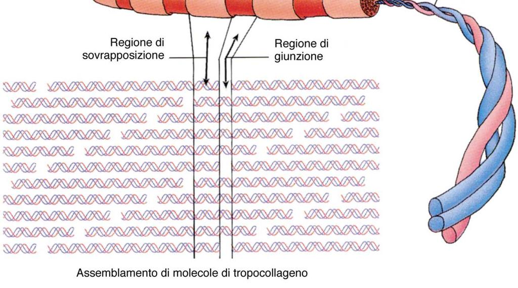 fasci (solo per le fibre Collagene) e non per le reticolari (fine