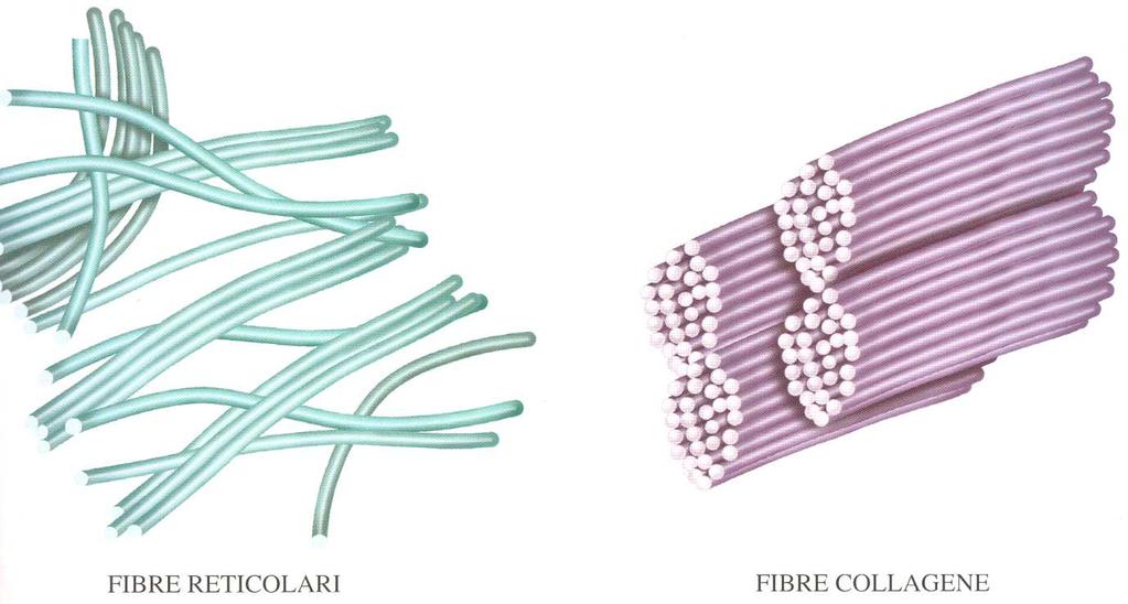 rispetto alle collagene fibre collagene e reticolari sono formate dalla stessa