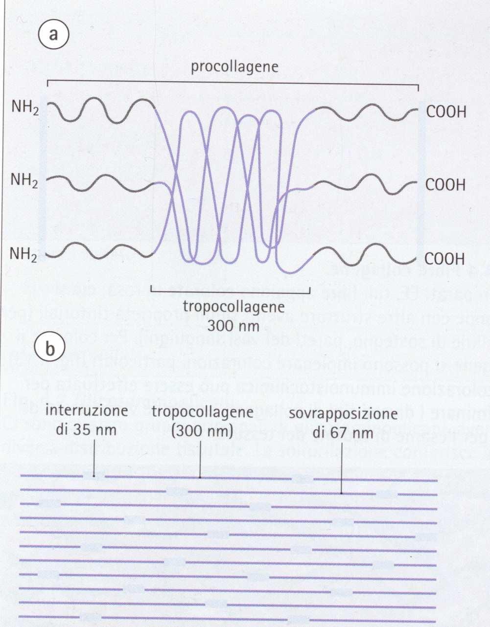 Sintesi di Collagene Il tropocollagene deriva dal procollagene: costituita da tre catene polipeptidiche (a) Il taglio dei