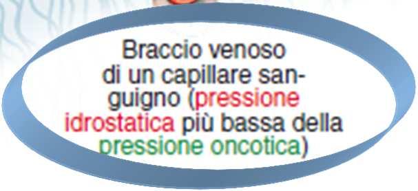 costituiscono il fluido interstiziale