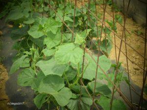 Cetrioli La pianta del cetriolo, nome scientifico Cucumis Sativus, possiede molte buone proprietà ed appartiene alla famiglia delle Cucurbitacee.