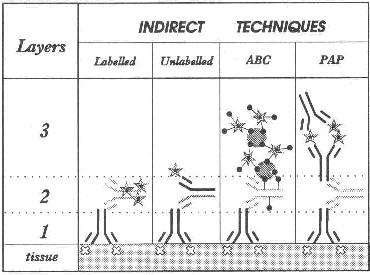 IMMUNOISTOCHIMICA tecniche indirette più anticorpi più di due