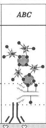 IMMUNOISTOCHIMICA INDIRETTA CON LA TECNICA ABC sfrutta il reticolo di legami formato dalle proteine avidina e biotina con l anticorpo secondario che permette una notevole amplificazione del segnale