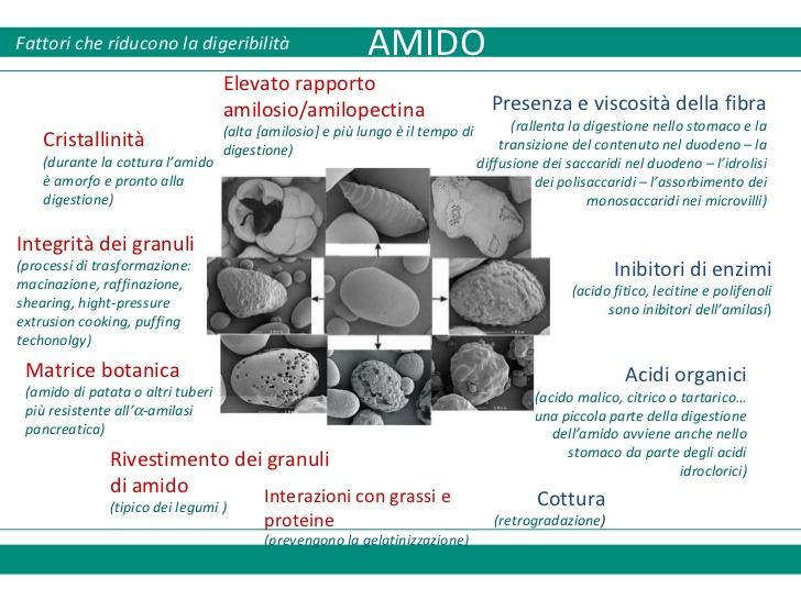 amilosio e amilopectina, in (2-10 µm) rapporto circa 1:3 (10000 unità di