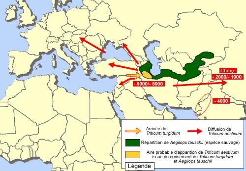 frumento tenero, il frumento duro e simili (Triticum aestivum, Triticum durum, Triticum turgidum ) DIFFUSIONE DELLE PRIME