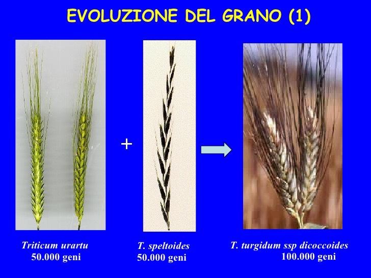 SELVATICI Triticum