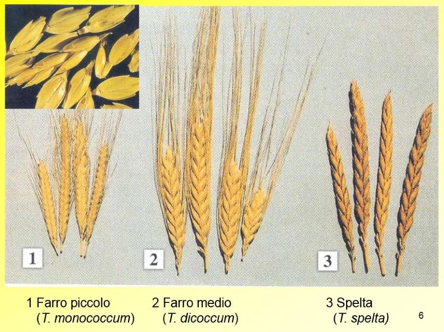 FARRO Farro è il nome comune usato per tre differenti specie del genere Triticum: Triticum monococcum: farro piccolo, farro