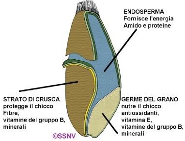 conservabilità e trasportabilità Elevato contenuto in sostanza