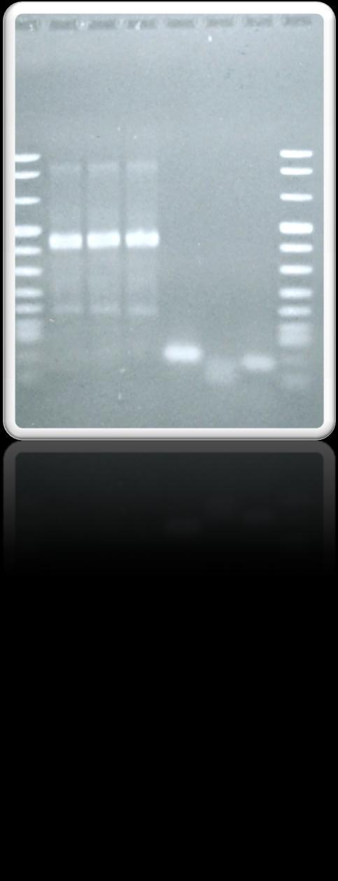 Ha consentito: La messa a punto delle biomolecolari metodiche l identificazione, per mediante PCR,