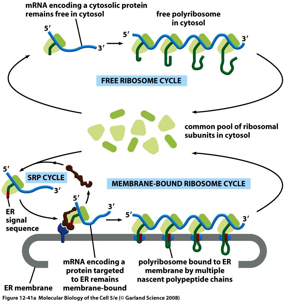 Proteine citoplasmatiche