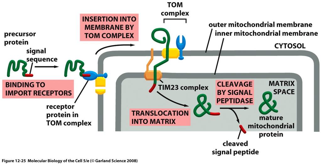 Trasporto ai mitocondri Proteina già sintetizzata nel citoplasma, con