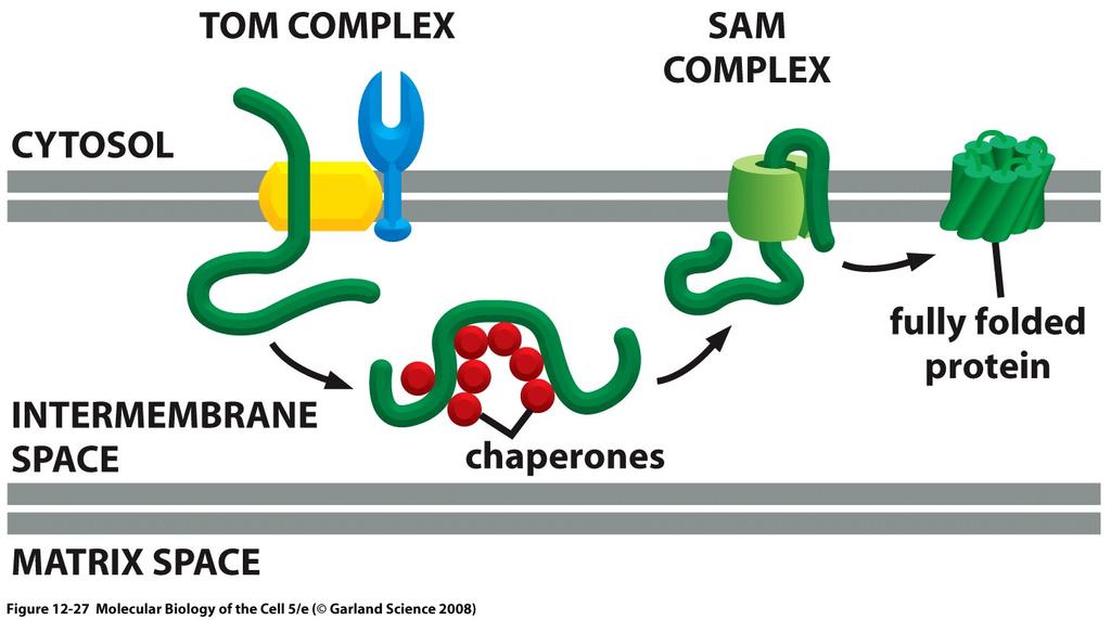 Proteine della membrana mitocondriale esterna (meccanismi simili