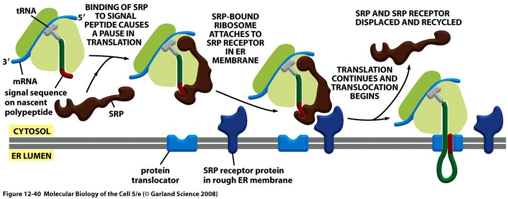 Small Ribonuclear Particle Un piccolo RNA (7SL) e 6 proteine 1 INIZIO DELLA TRADUZIONE 2 SRP RICONOSCE IL PEPTIDE SEGNALE (pausa nella traduzione) 3 ADESIONE DEL