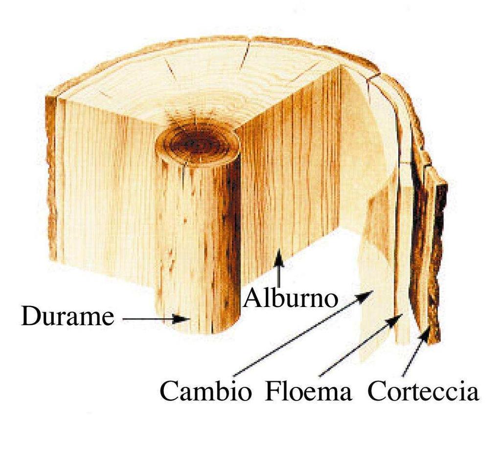 Definizioni e Caratteri primari Il legno può definirsi un materiale composito naturale costituito da cellulosa e lignina; la cellulosa conferisce alla parete cellulare notevole resistenza alla