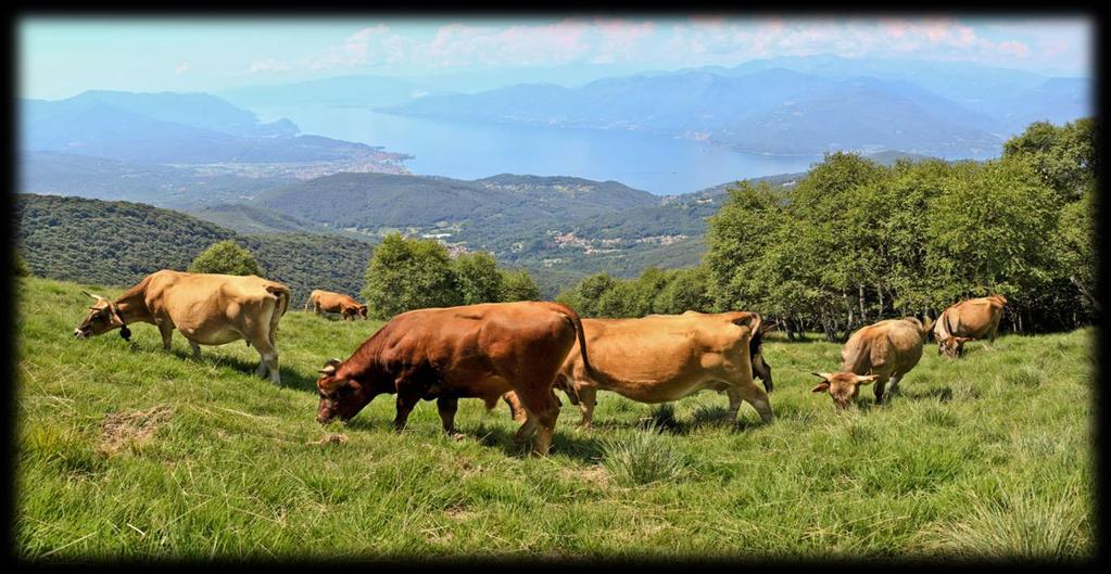 Robiol vuole lanciare un prodotto completamente naturale.