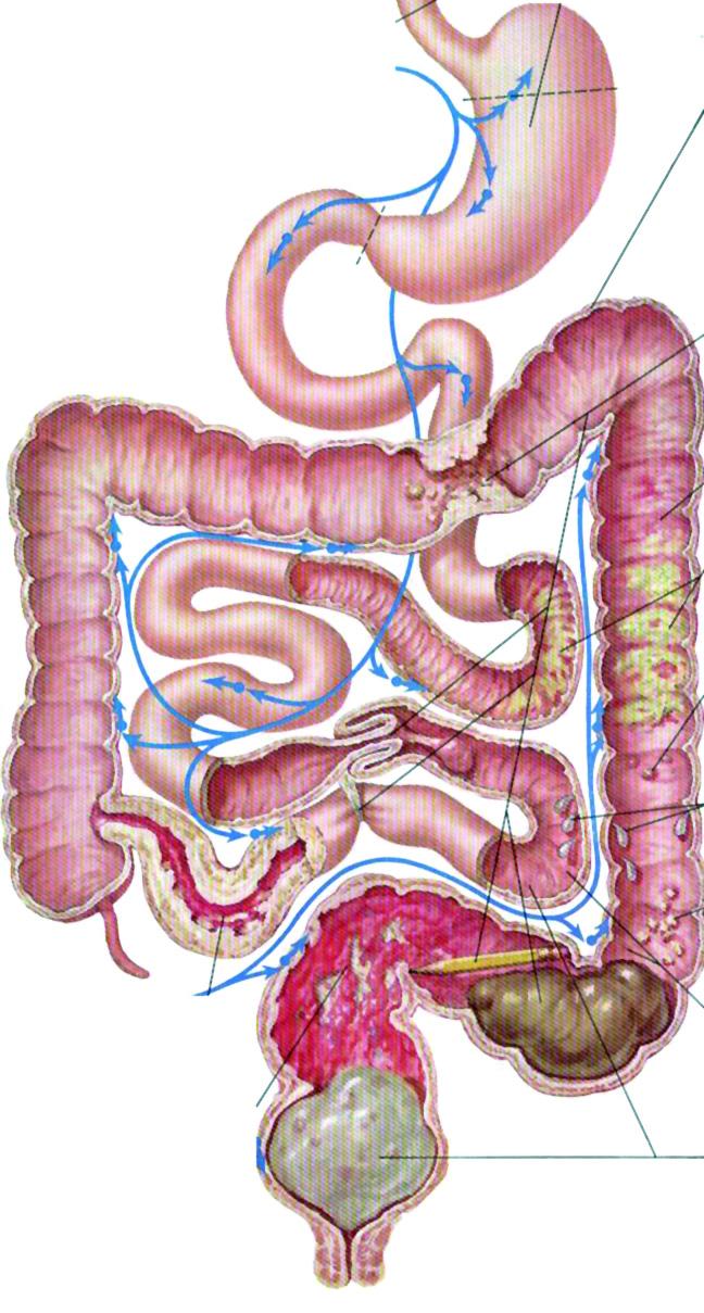 20-24 Linee Gastroenterologia.qxp 03/04/2007 14.00 Pagina 1 Linee guida in Gastroenterologia Proposta Organizzativa per la Gastroenterologia nell ambito del P.R.S.