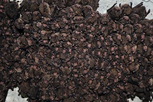 I CHIROTTERI - ANIMALI SOCIALI I pipistrelli sono animali molto sociali, che vivono in colonia