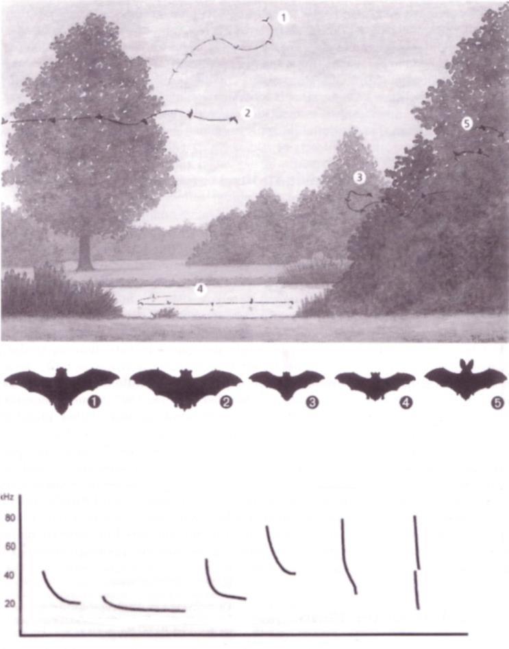 ULTRASUONI E IDENTIFCAZIONE DELLE SPECIE Gli ultrasuoni utilizzati dai pipistrelli rispondono all esigenza di cacciare al buio
