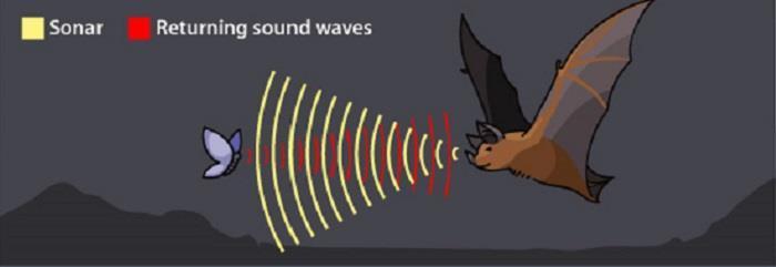 IL SONAR I pipistrelli emettono ultrasuoni